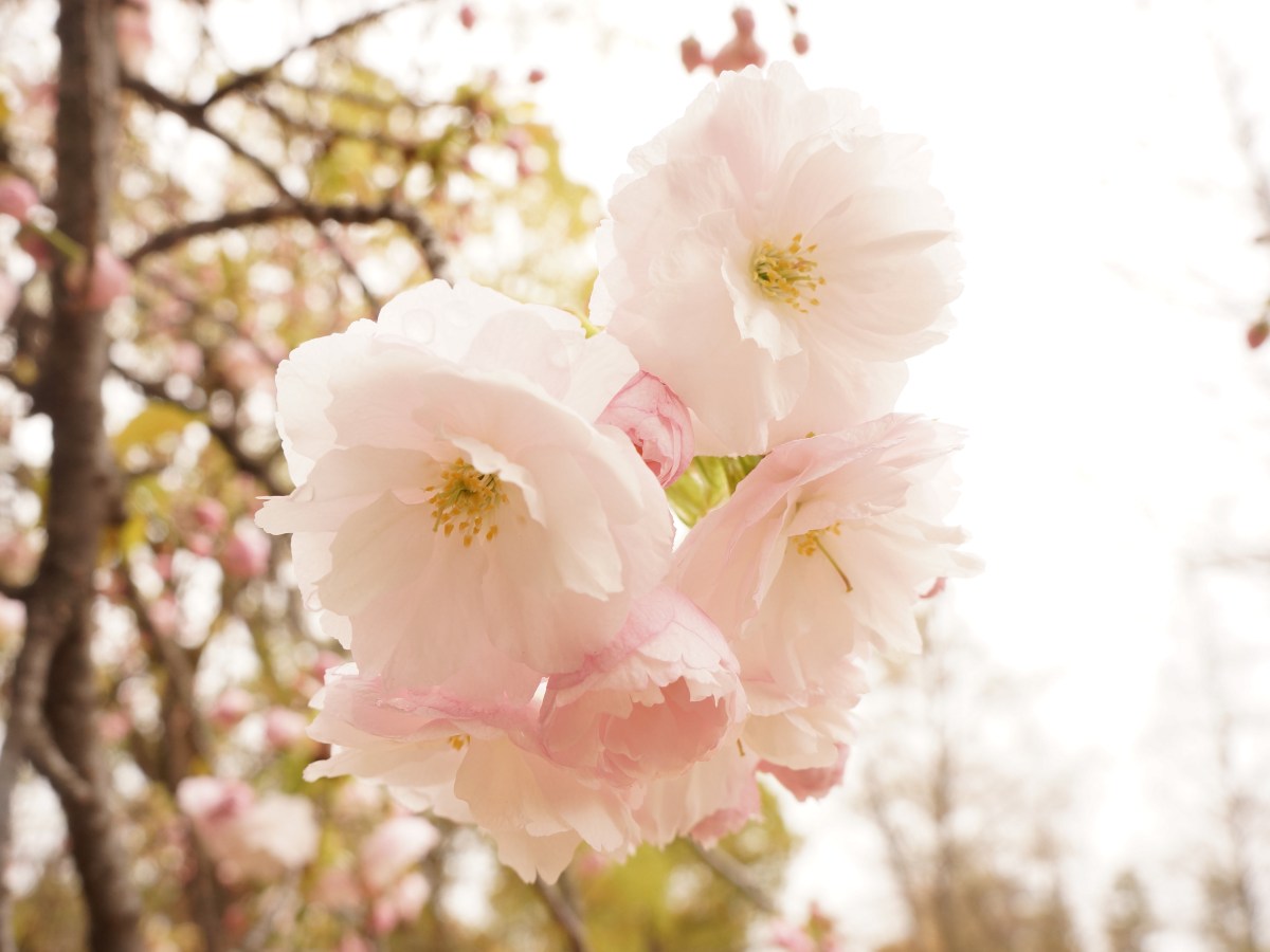 耳が聞こえないおじいちゃんと私